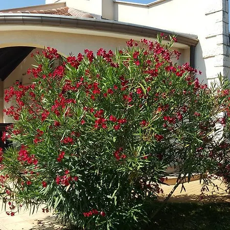 Villa Parenzo Porec Esterno foto